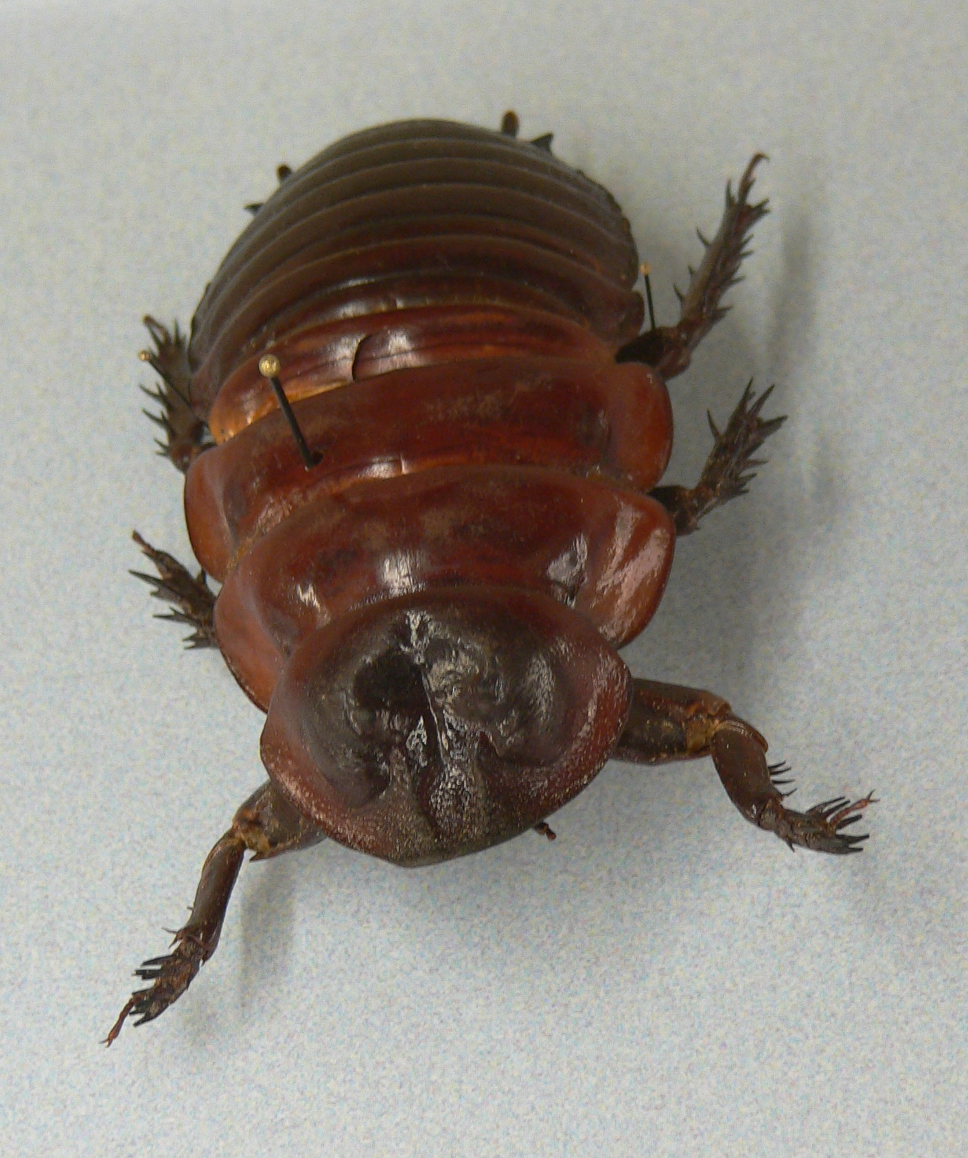 prehistoric cockroach size