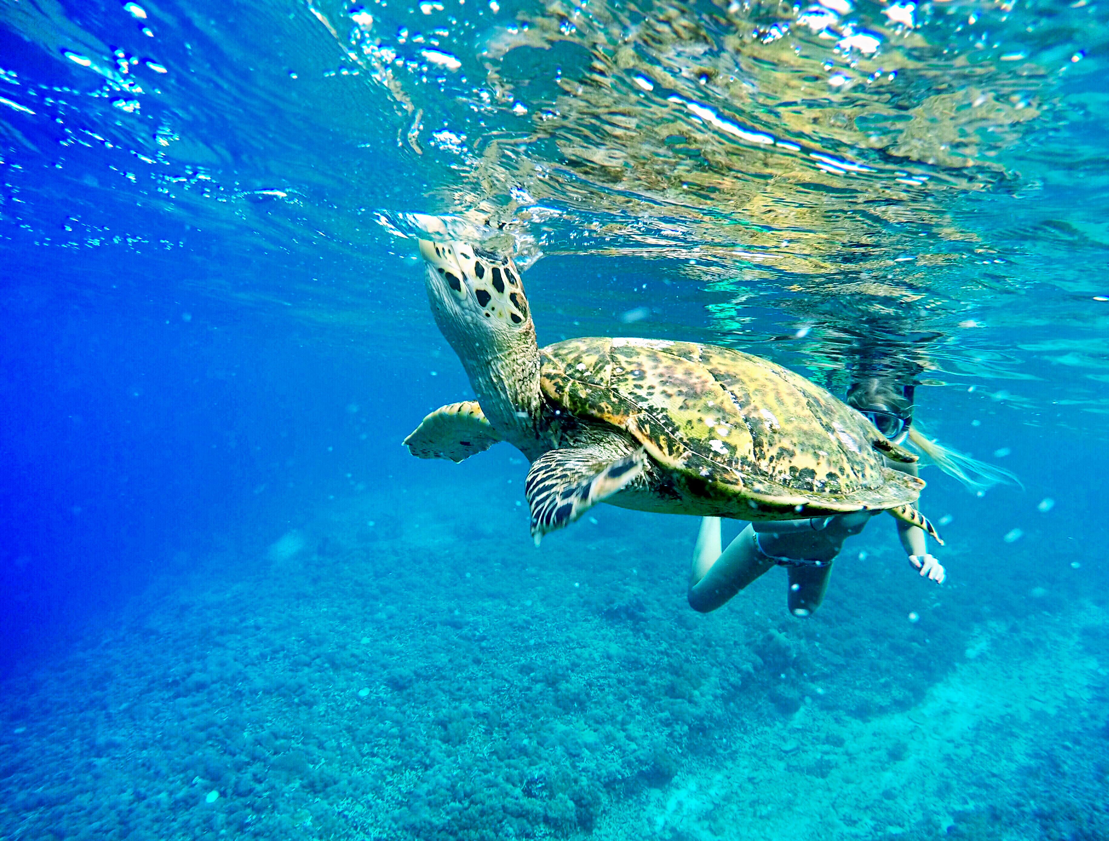 Морские обитатели морская черепаха. Черепахи на Бали. Морская черепаха Бали. Сулавеси черепаха. Подводный мир черепахи.
