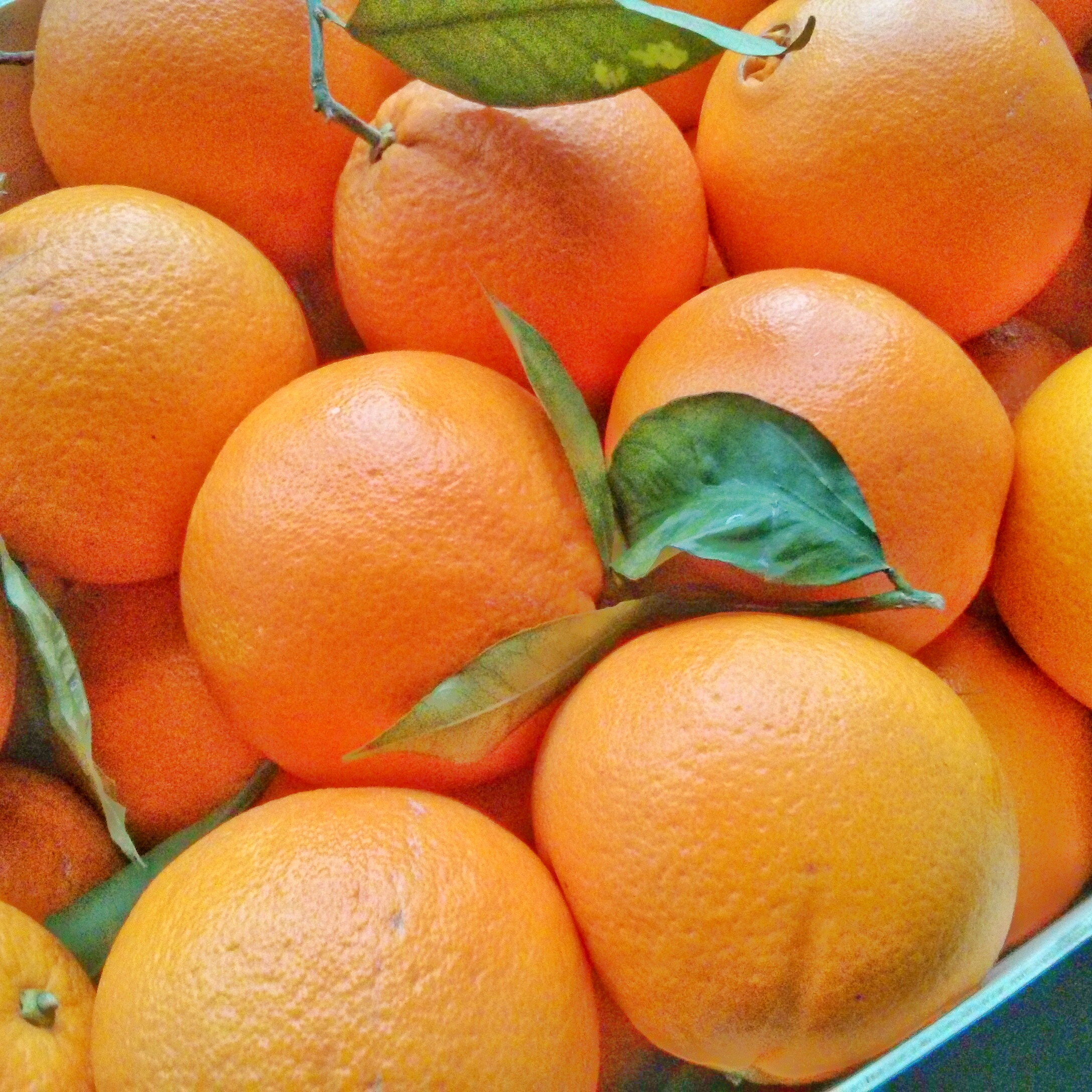 She likes oranges. Апельсин лайк. Лайк оранжевый. Citruses in English. Like Orange.