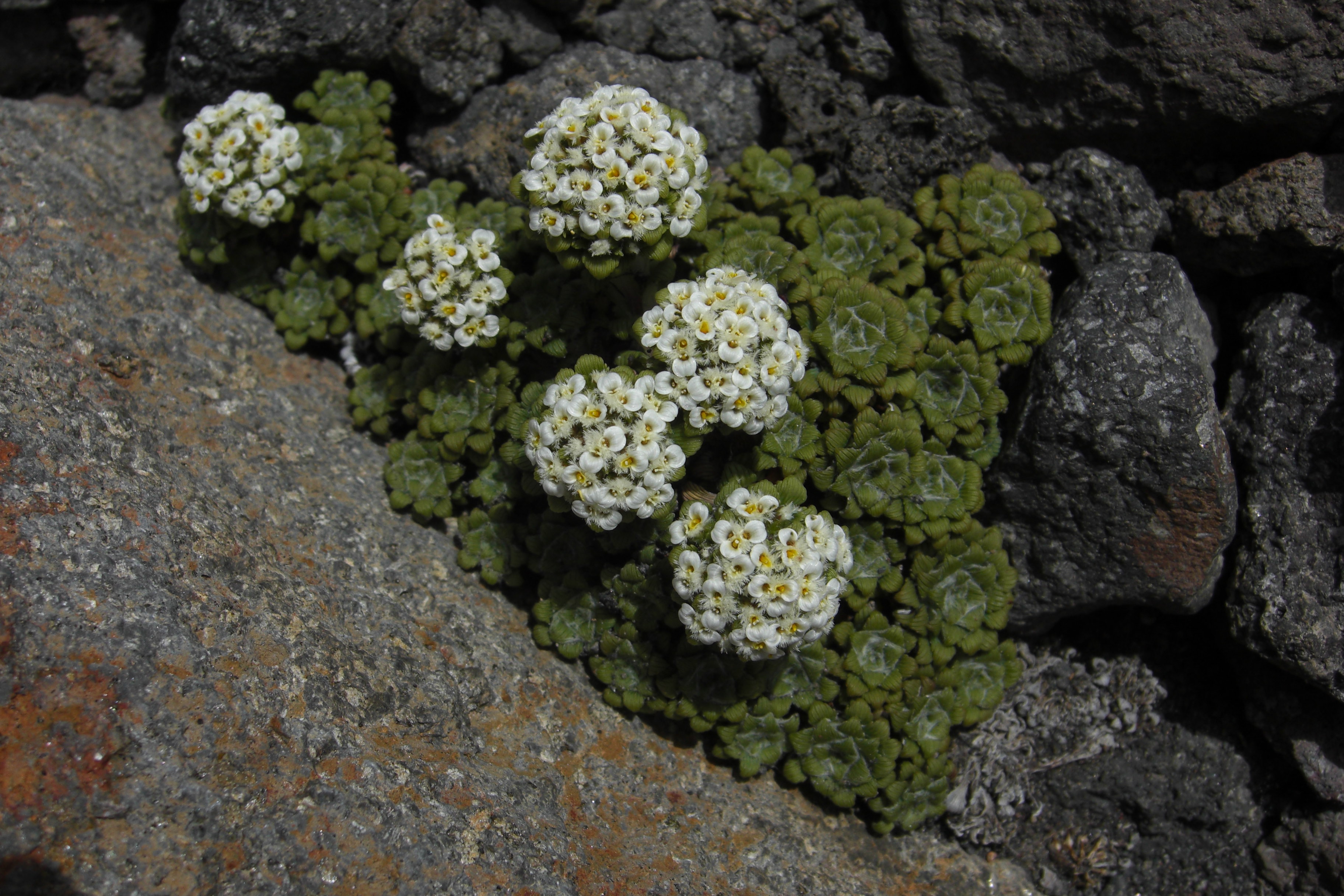 Re plant. Nassauuia. Адесмия растение. Парамела (Adesmia boronioides). Нассувия белая.