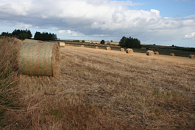 File:North Treeroot - geograph.org.uk - 563079.jpg