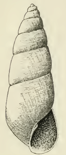 Odostomia baldridgeae