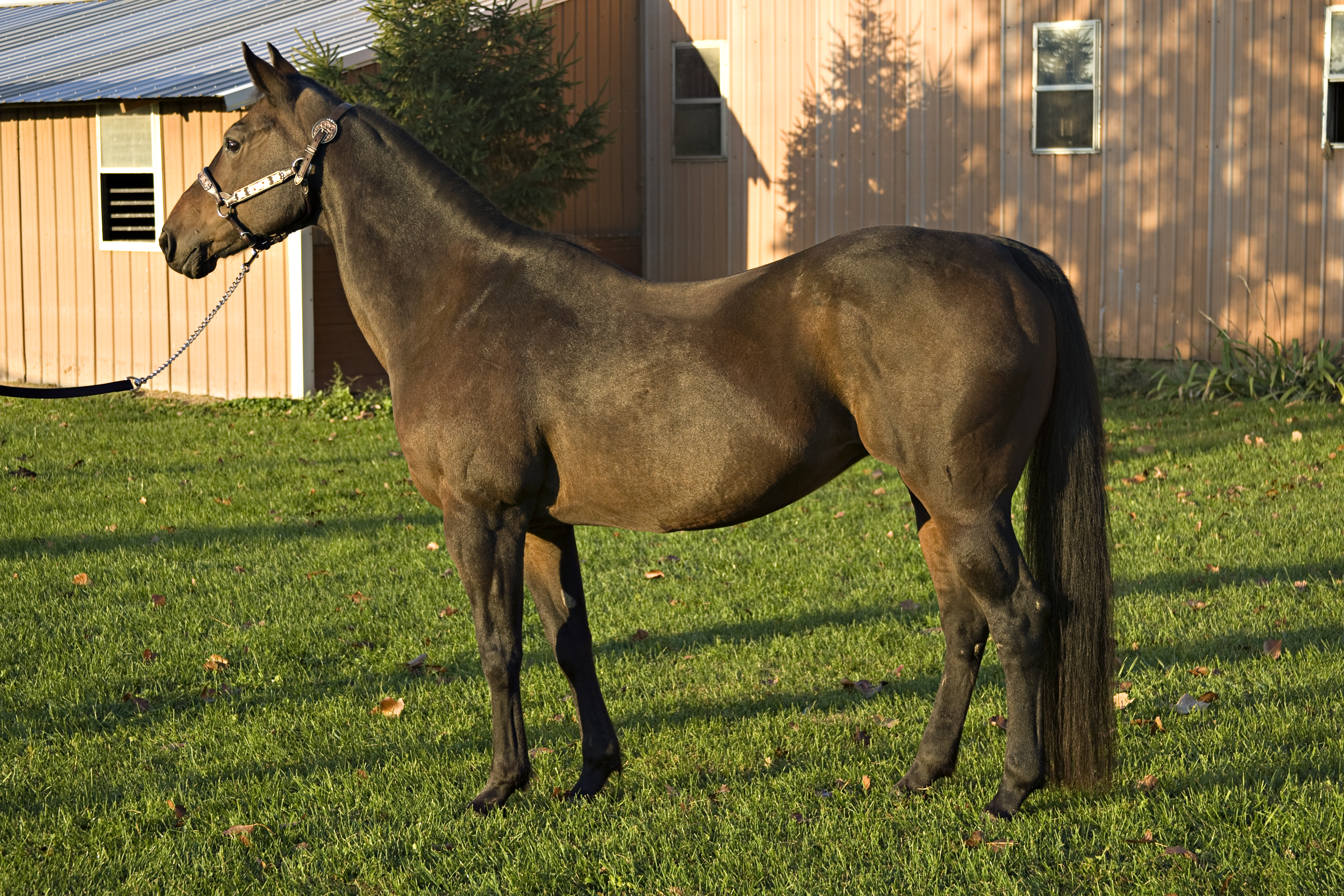 Uzun bir. Старая кобыла. Породы лошадей с изогнутой спиной. Swayback Horse. Quarter Horse.