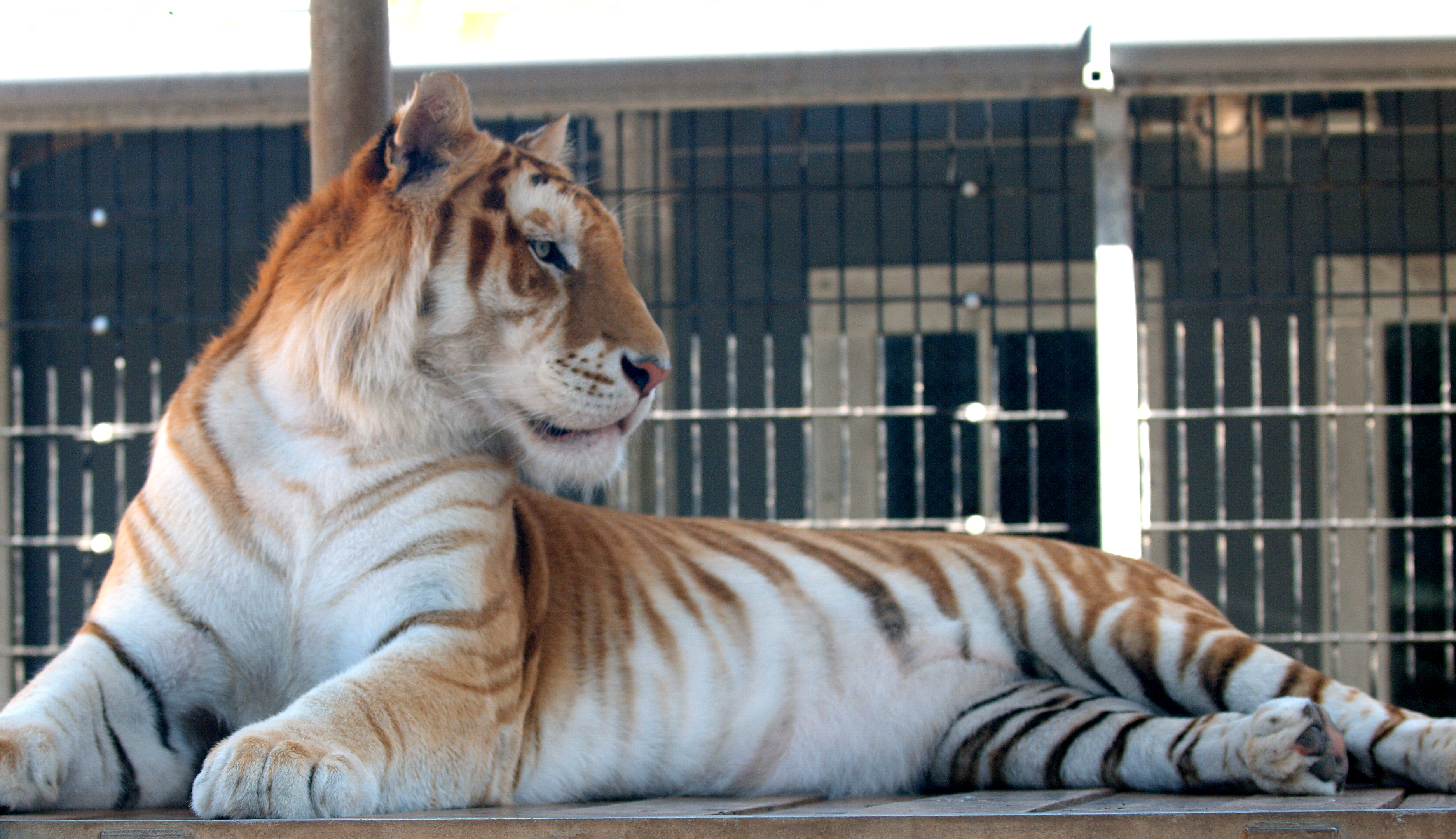 Orange Bengal Tiger - Creation Kingdom Zoo