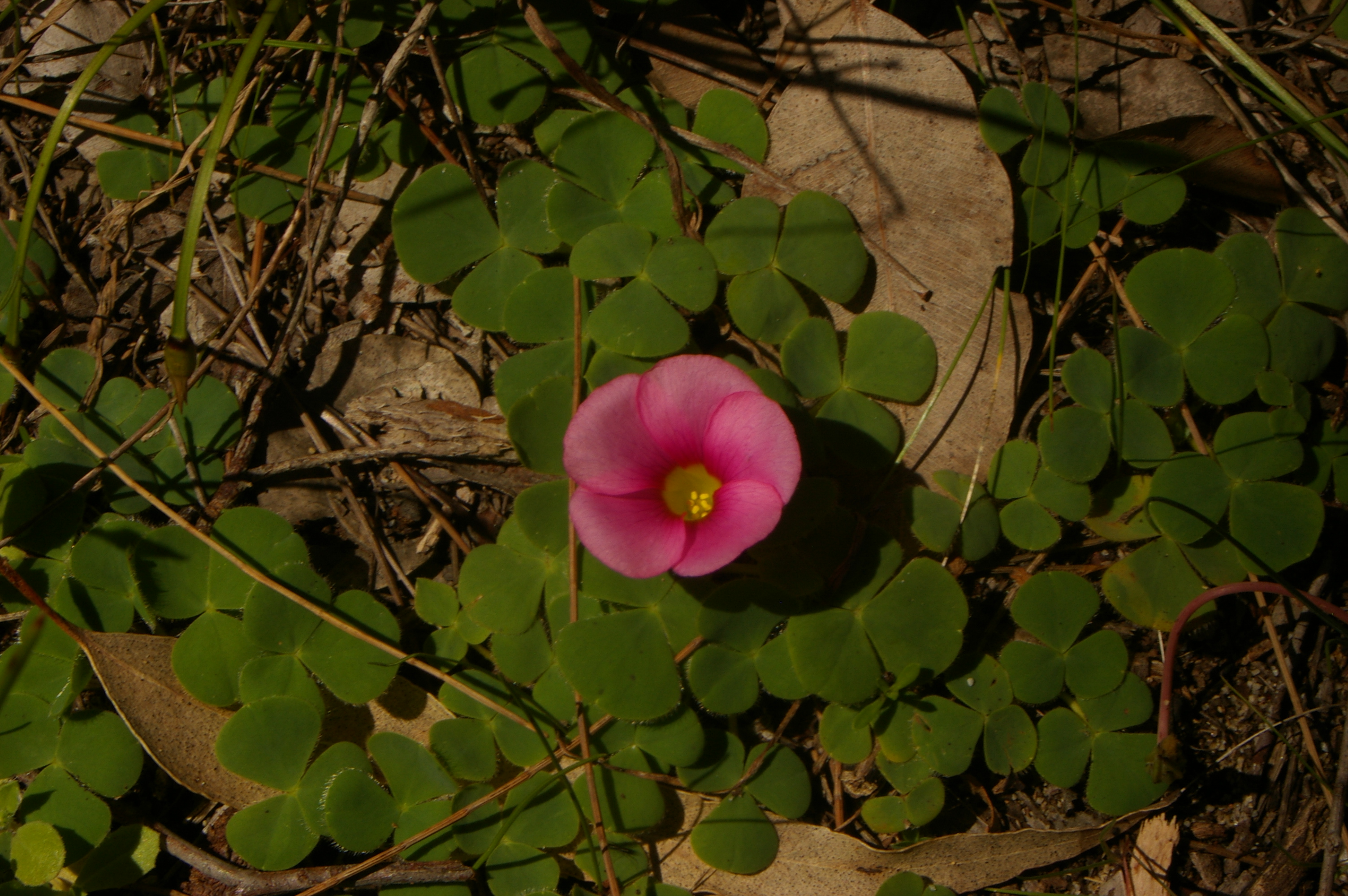 Incarnata оксалис