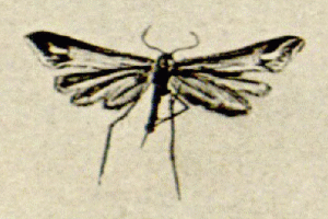 <i>Paraplatyptilia sahlbergi</i> species of insect