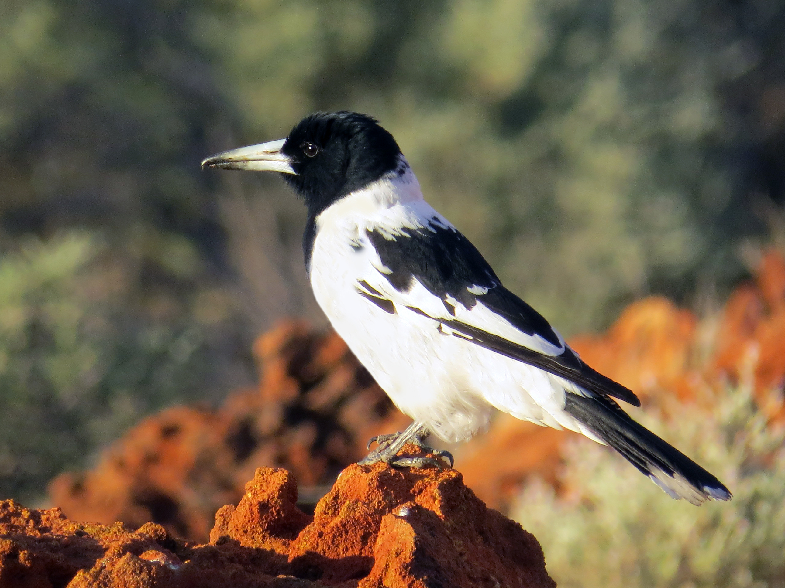 Piedbutcherbirdgibsondesert.jpg