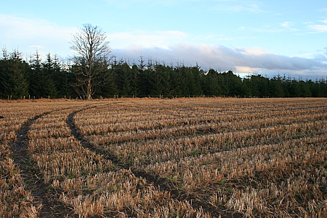 File:Pitlurg Wood - geograph.org.uk - 677942.jpg