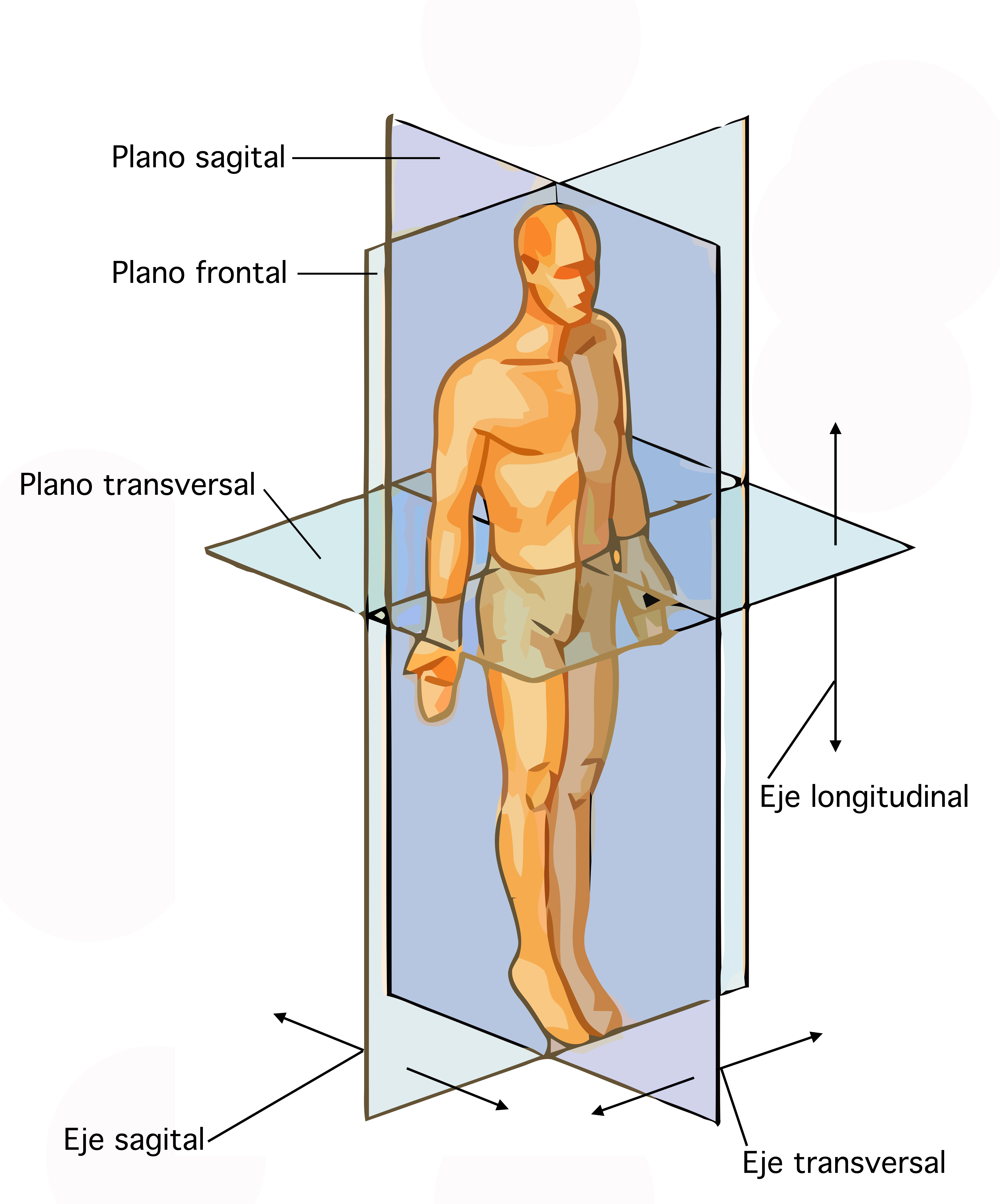 File:Planos posición anatómica.jpg - Wikimedia Commons