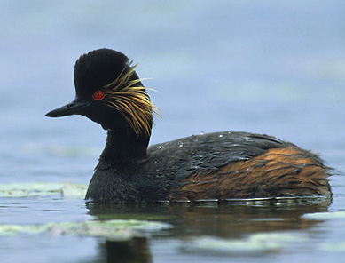 File:Podiceps nigricollis (Marek Szczepanek)2.jpg