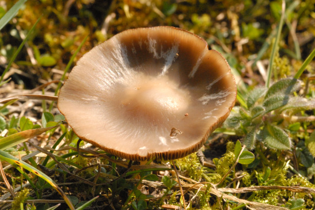 File:Psathyrella.spadiceogrisea.-.lindsey.jpg