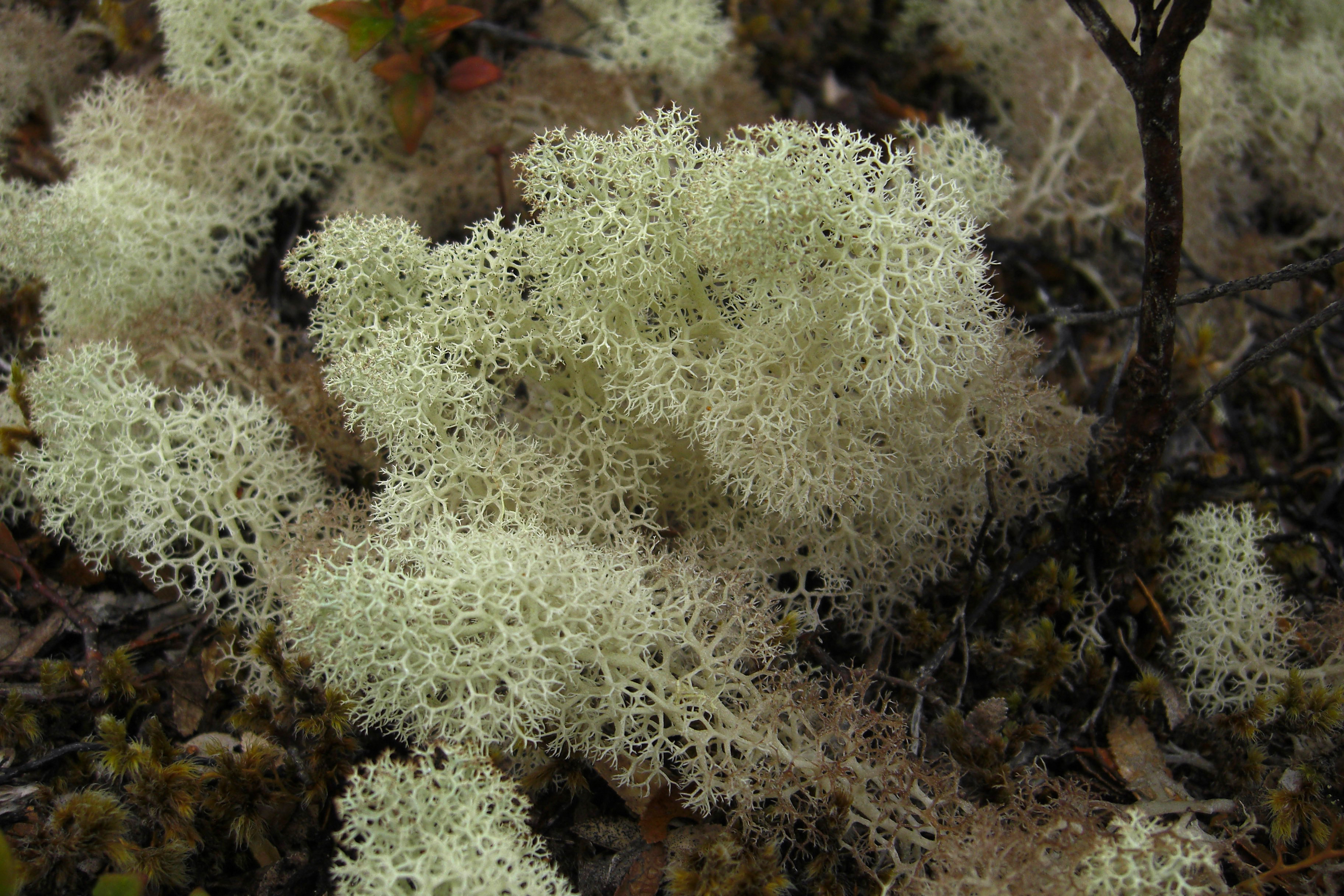 Reindeer_Moss_(3145264334).jpg