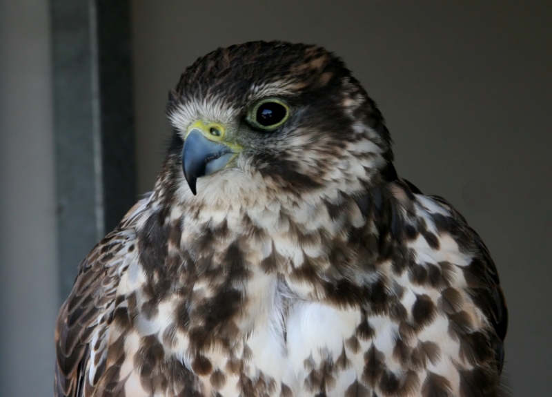 File:Saker Falcon (Falco cherrug) (1).jpg