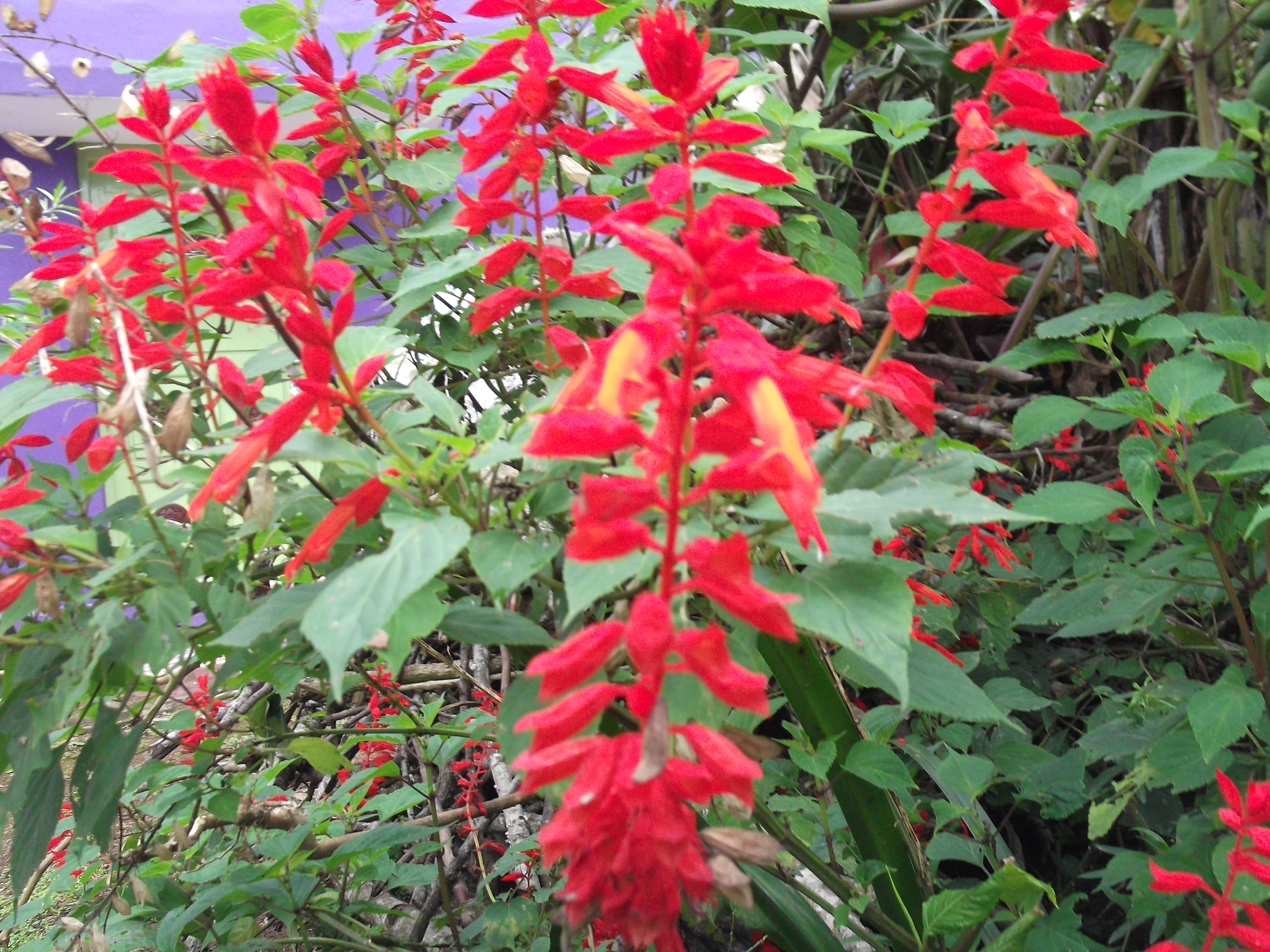 Flores de salvias para que sirve