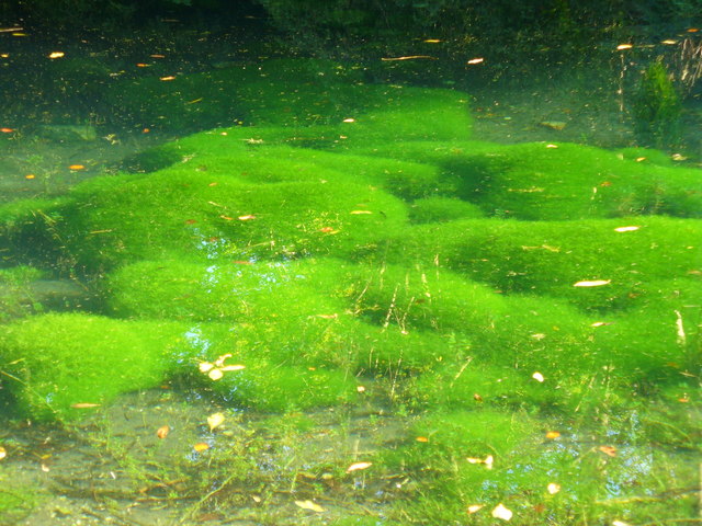 File:Silent Pool Vegetation - geograph.org.uk - 589138.jpg