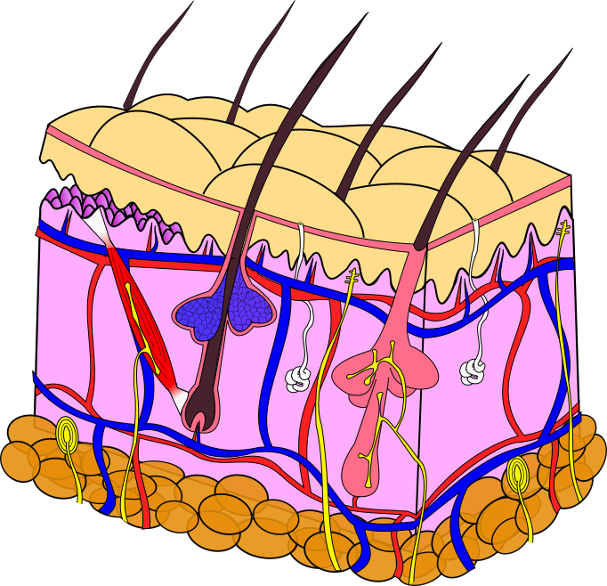 File Skin Anatomy Png Wikimedia Commons
