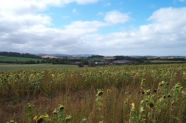 File:Sunflowers in a field near Capton - geograph.org.uk - 233925.jpg