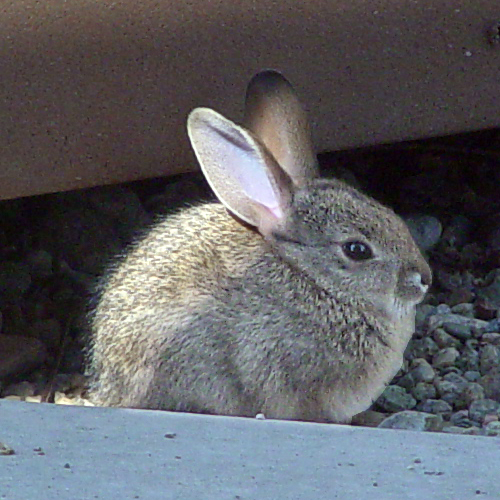 File:Sylivilagus audubonii juvenile.jpg