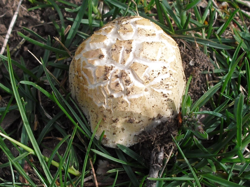 File:The Brain Mushroom (9174857769).jpg