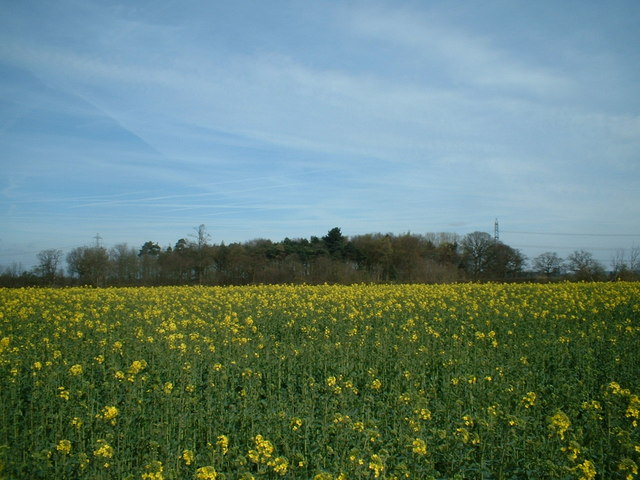 File:The Gorse - geograph.org.uk - 390785.jpg