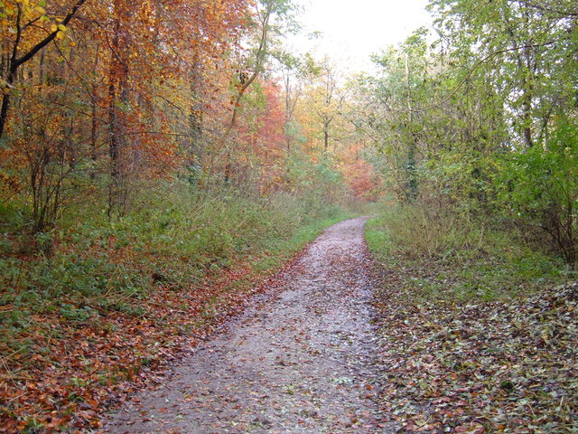 Track through Millington Woods - geograph.org.uk - 1563587