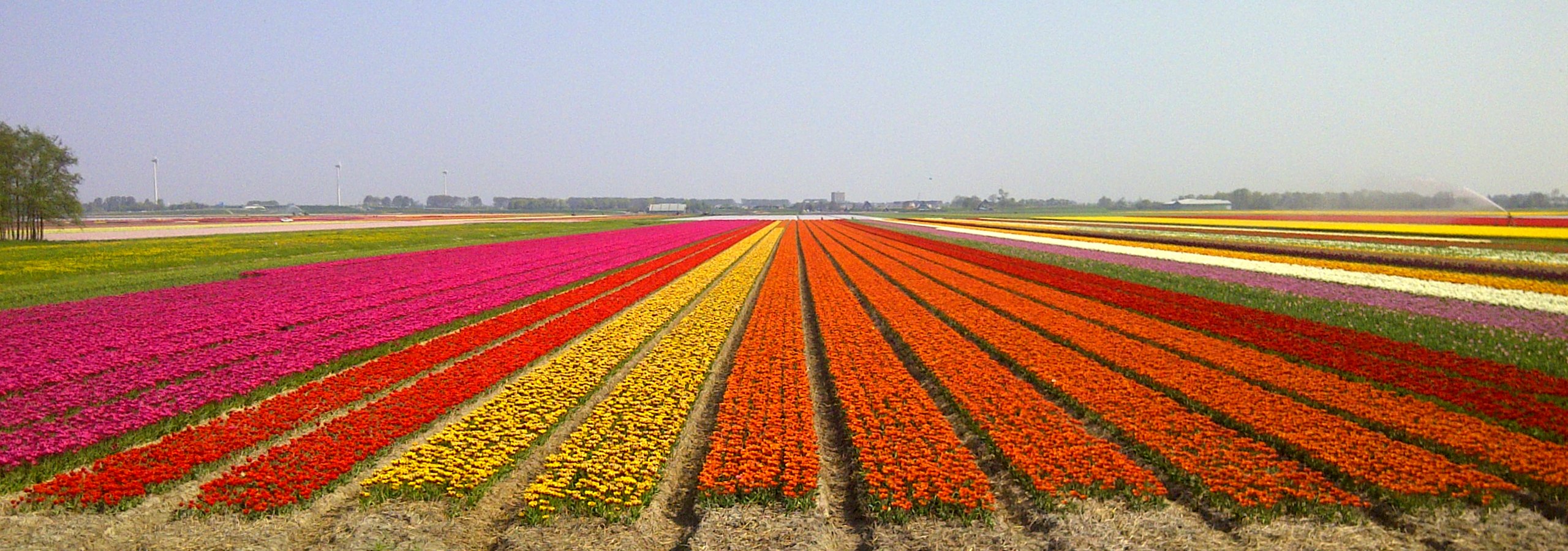 tulip fields