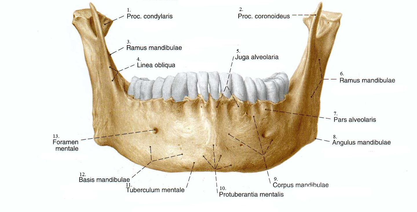 Клыковой ямки. Linea obliqua на нижней челюсти. Анатомия костей нижней челюсти. Нижняя челюсть анатомия строение. Нижняя челюсть кость анатомия.