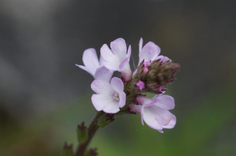 File:Verbena officinalis (Verbenaceae) (Vervain) - (flowering), Ortenaukreis (Landkreis), BRD.jpg