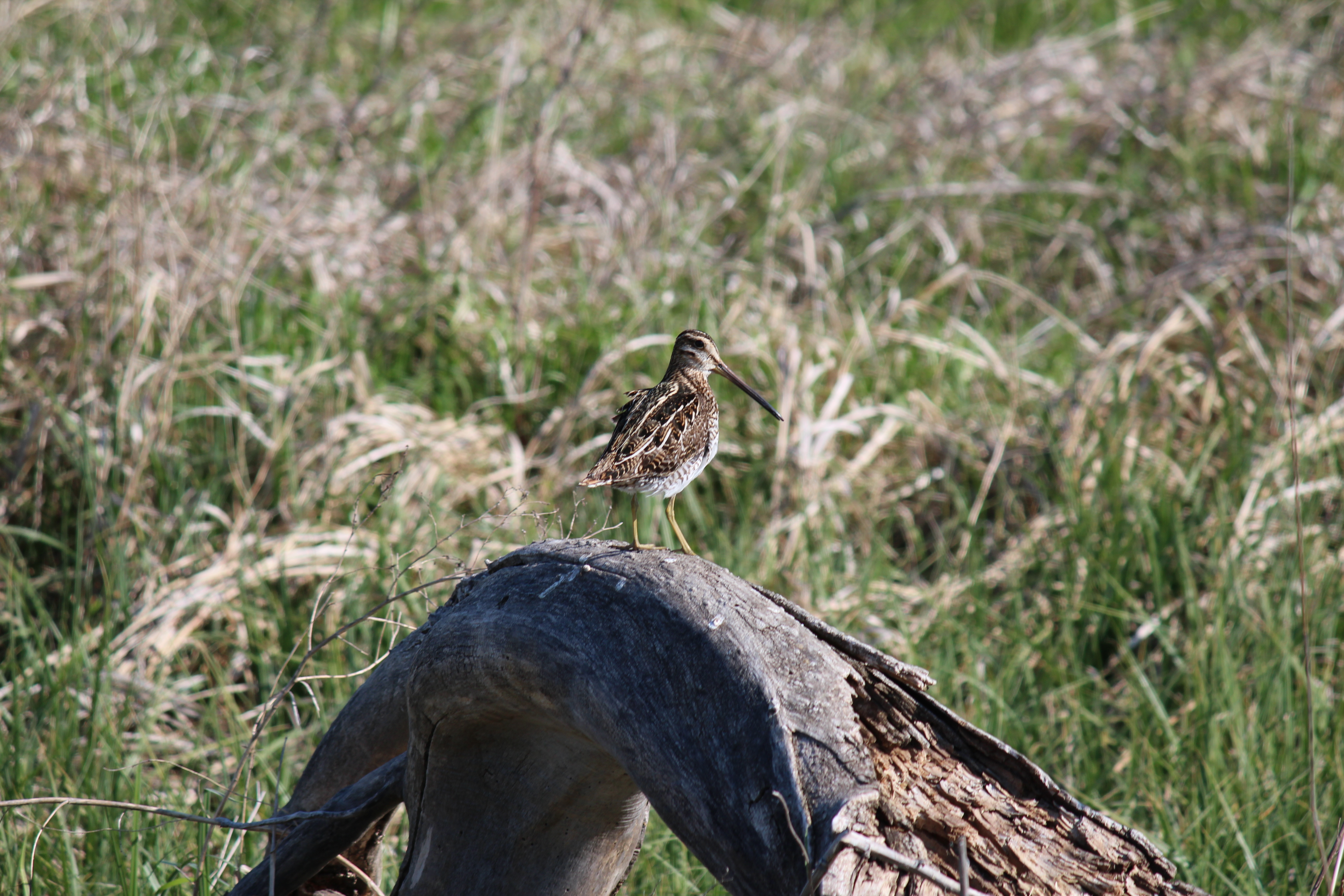 Orlauf snipe