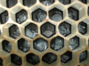 <span class="mw-page-title-main">Bee brood</span>