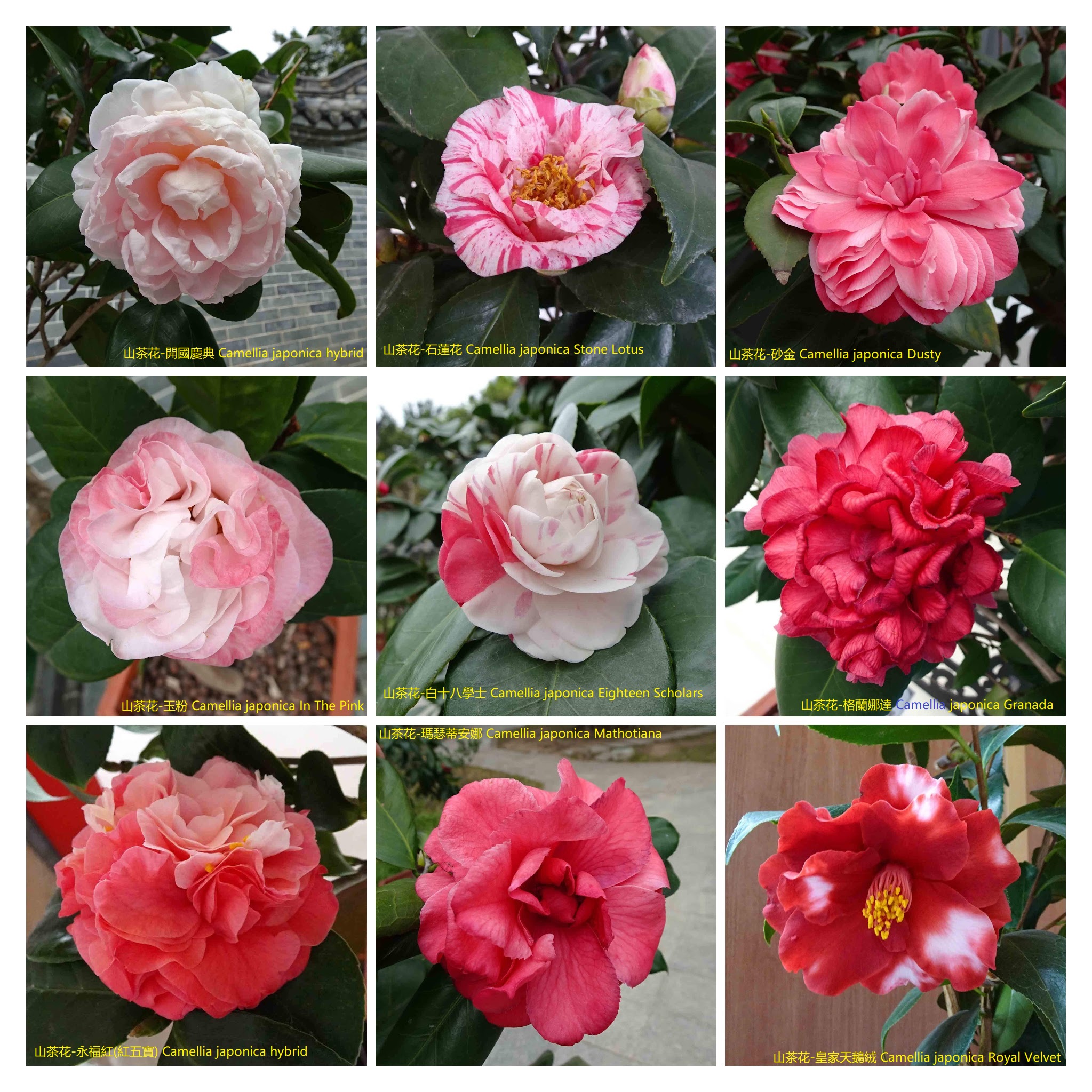 File 山茶花camellia Japonica Cultivars 3 深圳園博園茶花展shenzhen Camellia Show China Jpg Wikimedia Commons