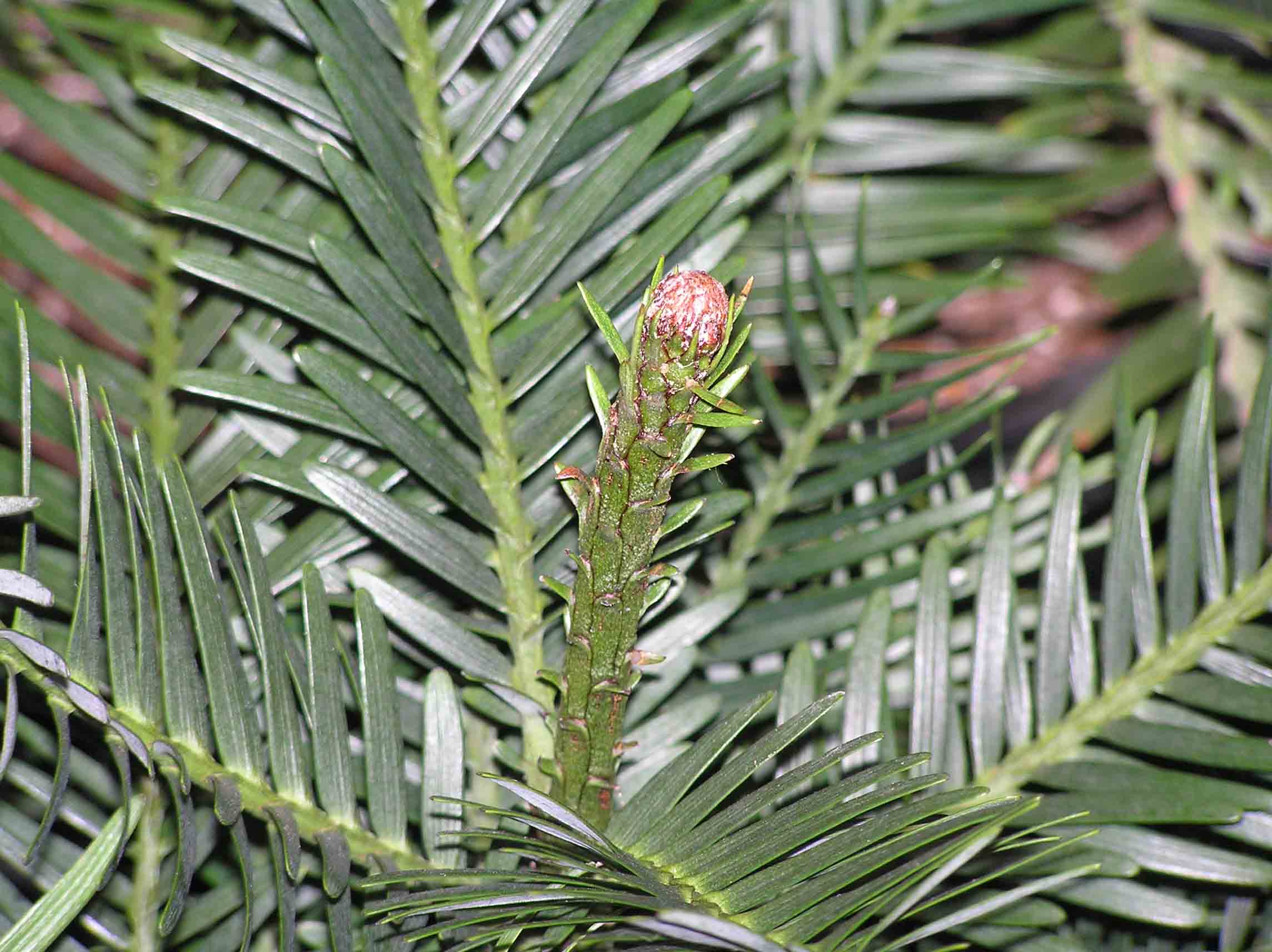 File 恐龍杉 Wollemia Nobilis 香港花展 Hong Kong Flower Show Jpg Wikimedia Commons