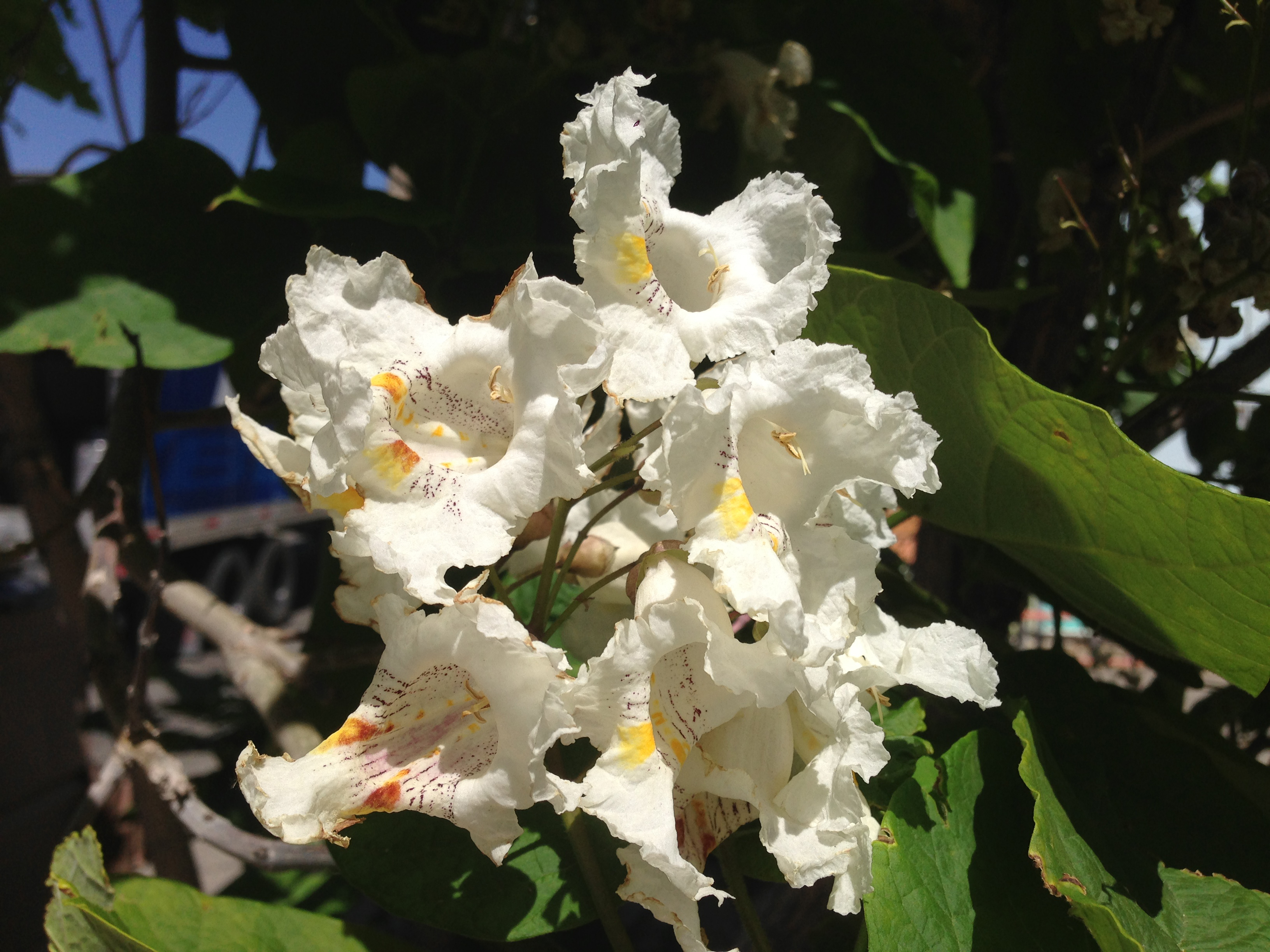 Катальпа сычуанская (Catalpa sutchuensis