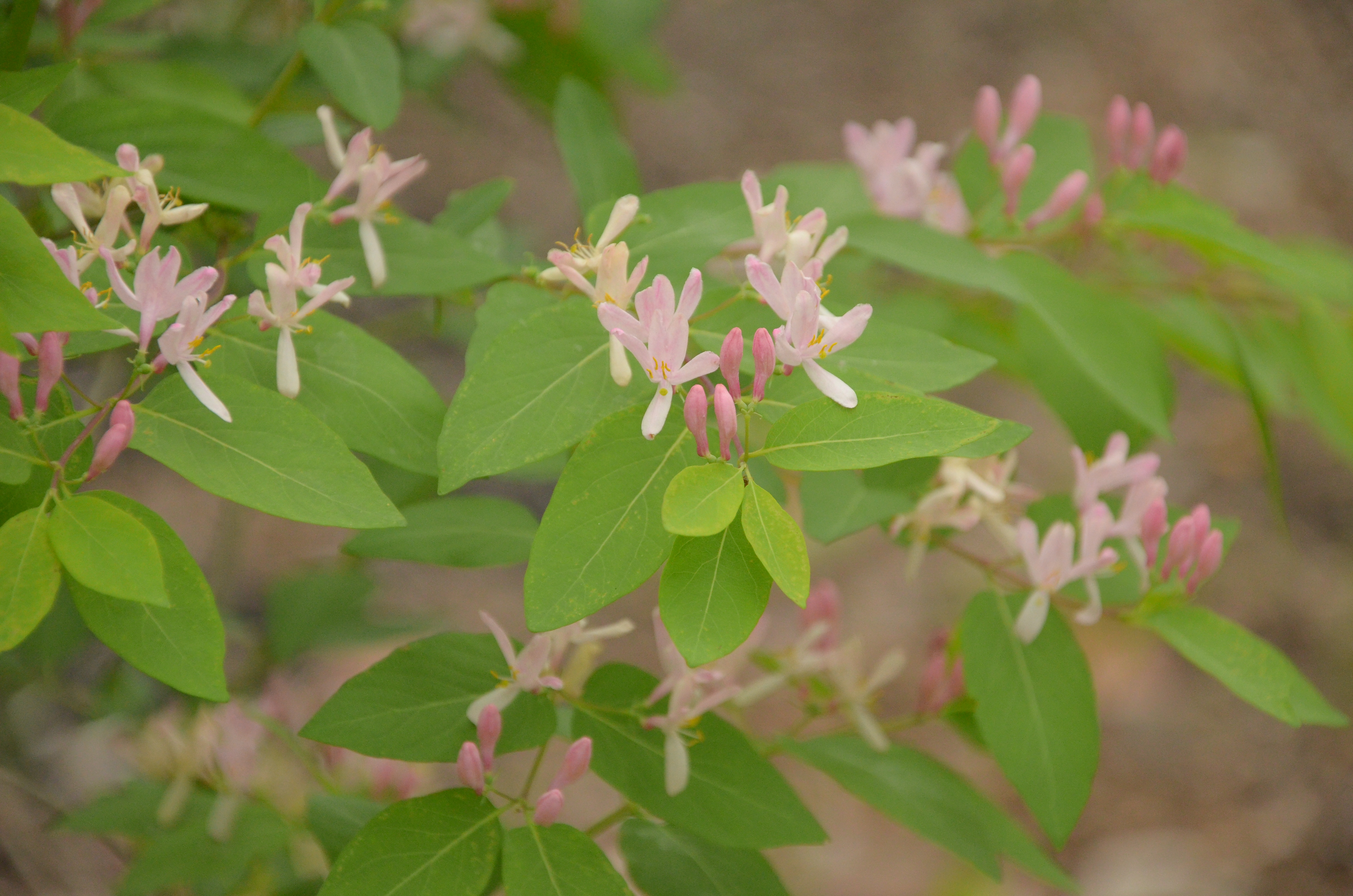 Https tatarica org. Lonicera tatarica. Lonicera nigra. Lonicera tatarica 'Hack's Red'.