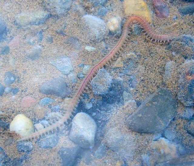 A large bristle worm