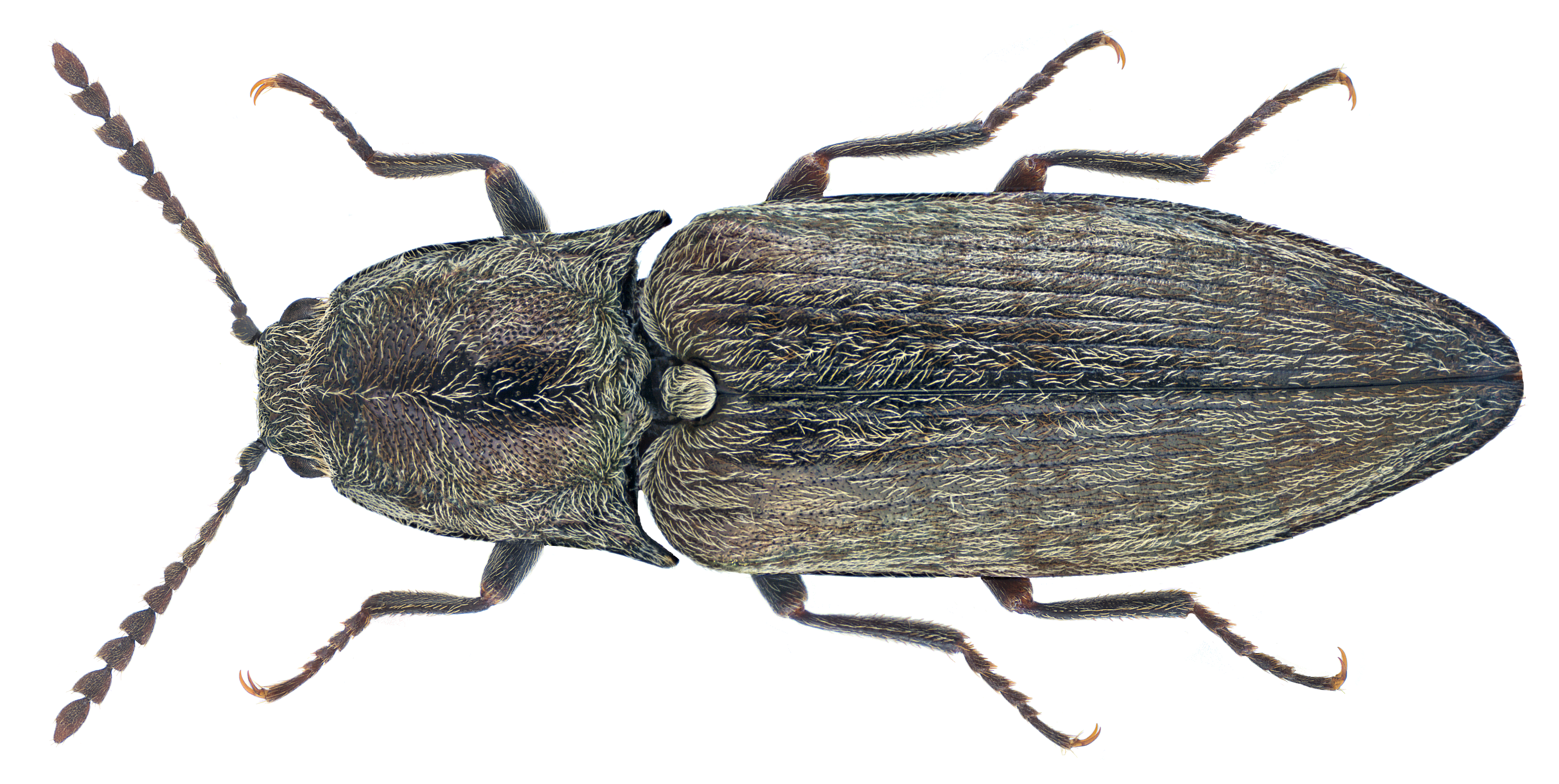 Actenicerus sjaelandicus