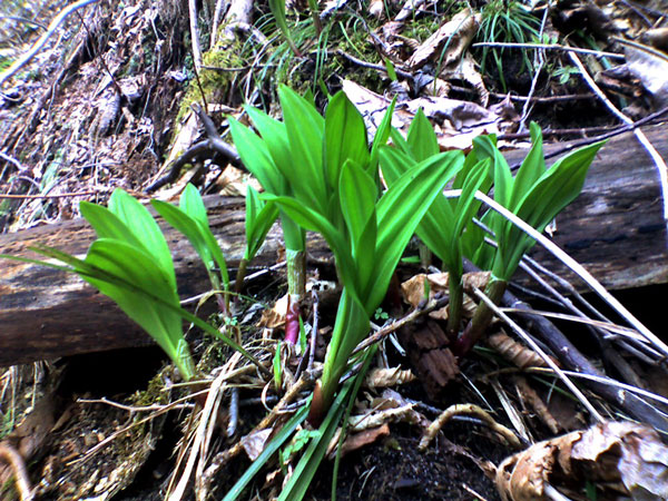 File:Allium ochotense, Hokkaido Japan K3100010.jpg