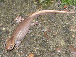 Northwestern salamander species of amphibian