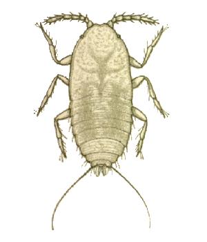 <i>Antonina graminis</i> Species of true bug