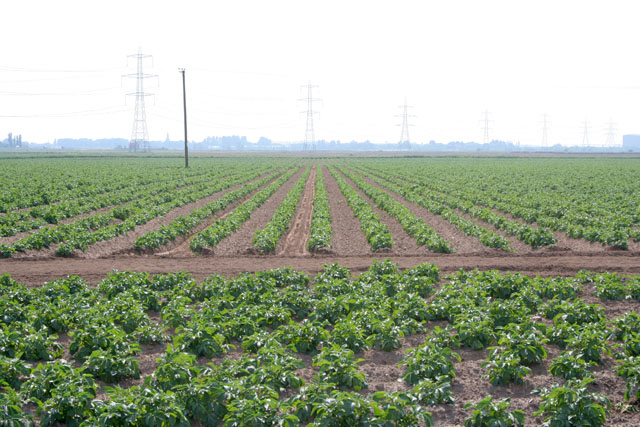 File:Any one for chips^ - geograph.org.uk - 184174.jpg