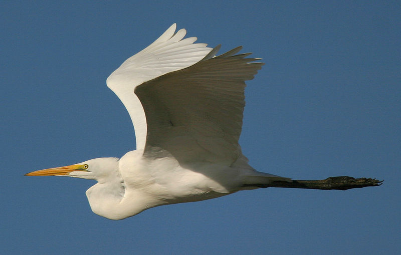 File:Ardea-alba-001.jpg