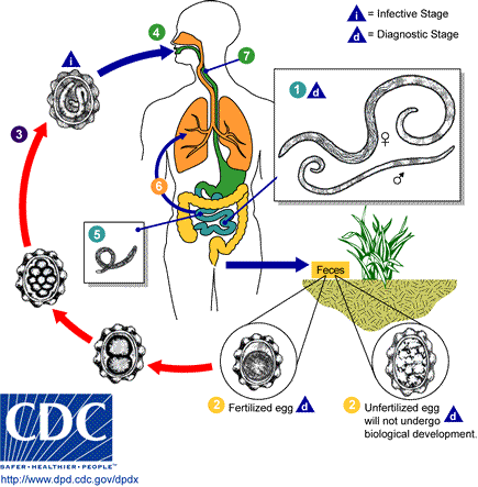 Ascaris life cycle: Adult worms in the lumen of the small intestine (1). The female produces eggs (approximately 200,000 per day) that are excreted with the feces (2). Unfertilized eggs are harmless, but fertilized ones are infective after 18 days to several weeks (3). Infective eggs are ingested (4), enter the gut (5), develop into larvae in the intestine, and penetrate the blood vessel to enter lungs, where they develop further (6), after 10 to 14 days, penetrate the alveolar walls, ascend the bronchial tree to the throat, and are re-swallowed (7). Upon reaching the small intestine, they develop into adult worms (8). It takes 2 to 3 months for one complete cycle. Adult worms can live 1 to 2 years.