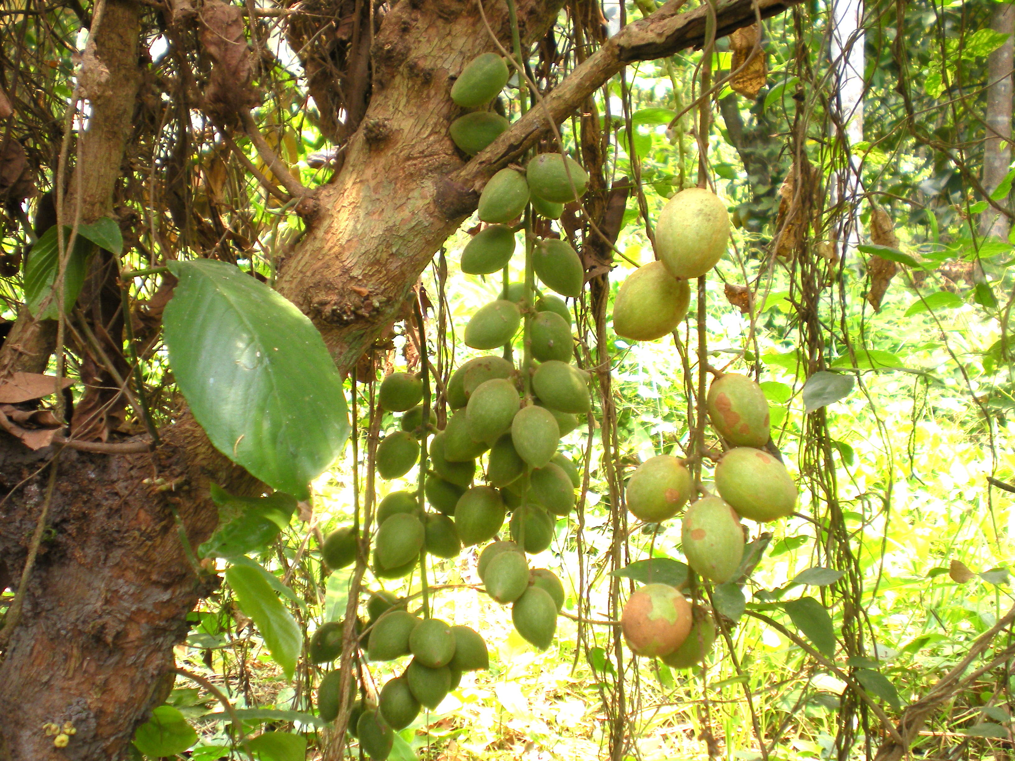 20 BURMESE GRAPE Baccuarea ramiflora Mafai Ma-Fai tree/plant/fruit seeds 