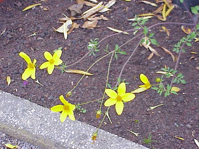 File:Bidens ferulifolia1.jpg