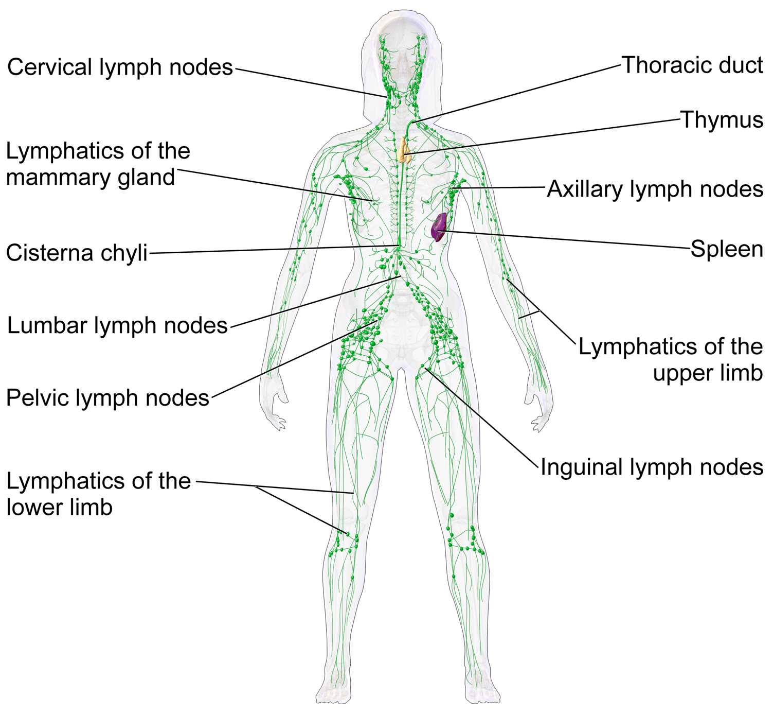 Inflamația ganglionilor limfatici inghinali: cauze, tratament, fotografie - Miom 