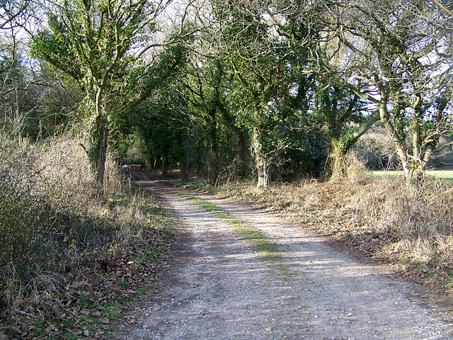 File:Bridleway into Puddletown Forest - geograph.org.uk - 1180788.jpg