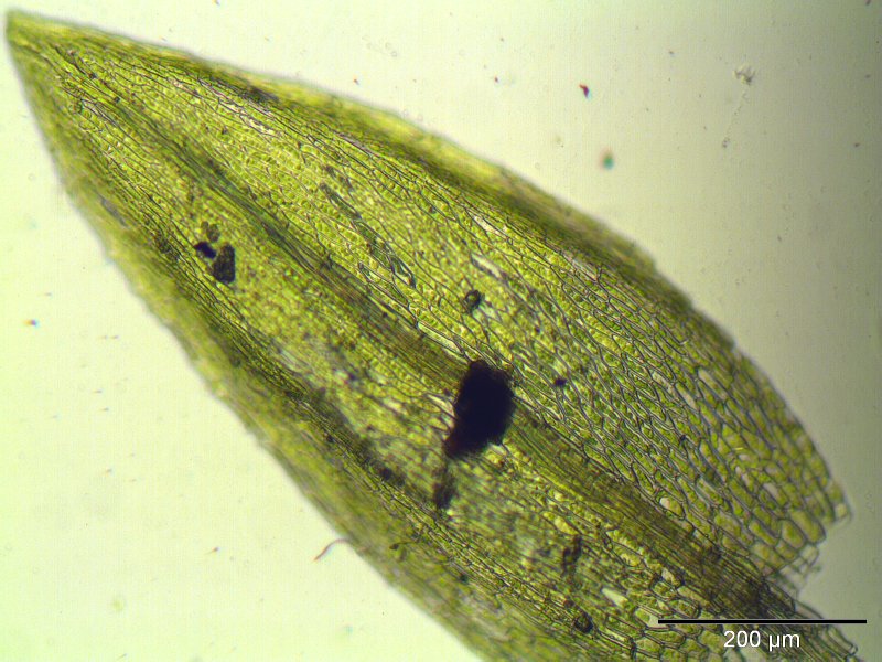 File:Bryum barnesii blatt.jpeg