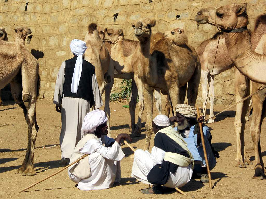 Camel Market (8384454240).jpg