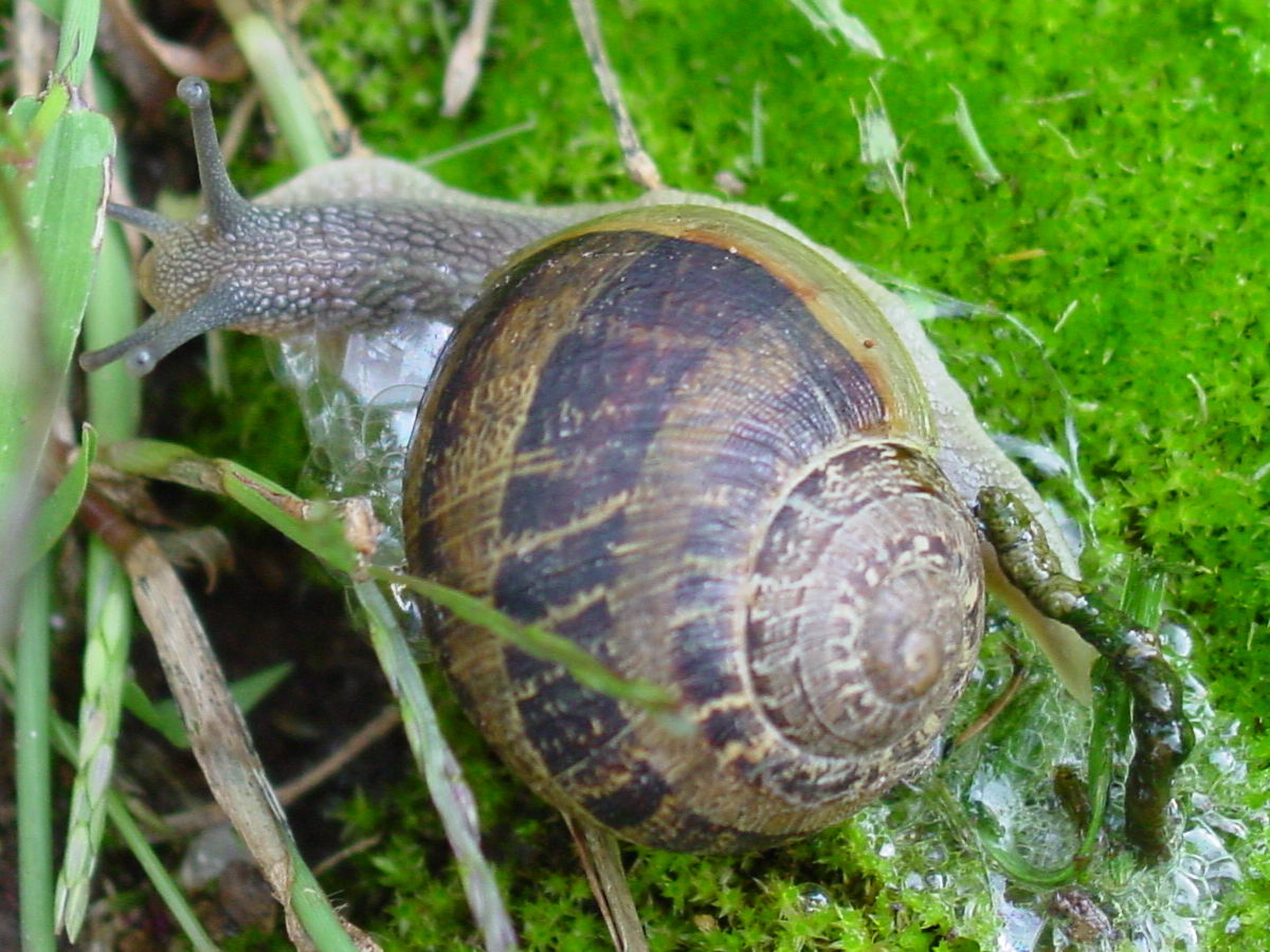 Datei Caracol Snail With Feces Jpg Wikipedia