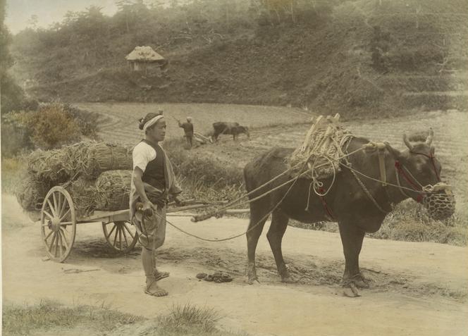 File:Carrying rice-bales to market. (3110744276) (cropped).jpg